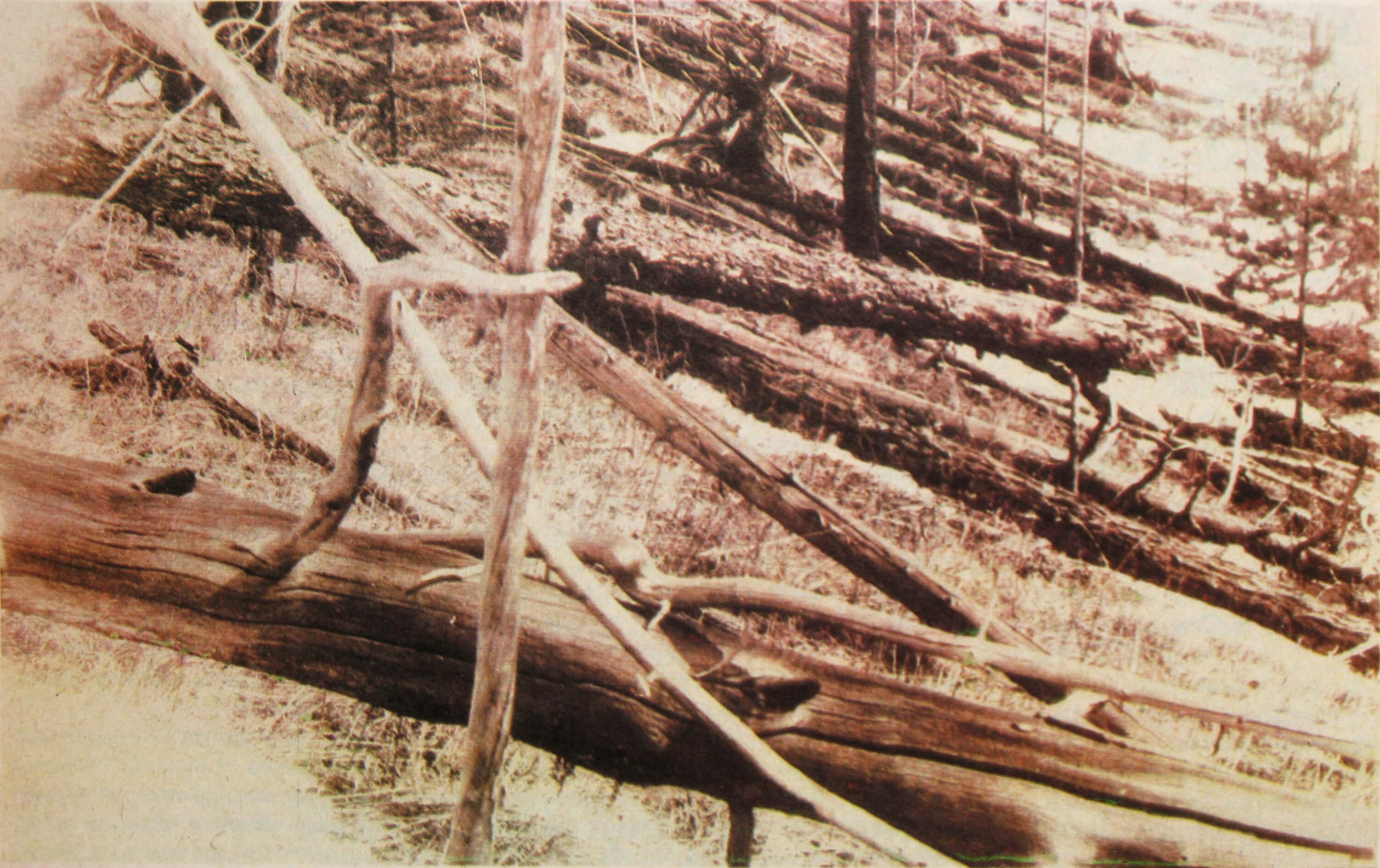 Trees felled by the shock wave from the explosion of the Tunguska meteorite, 1929