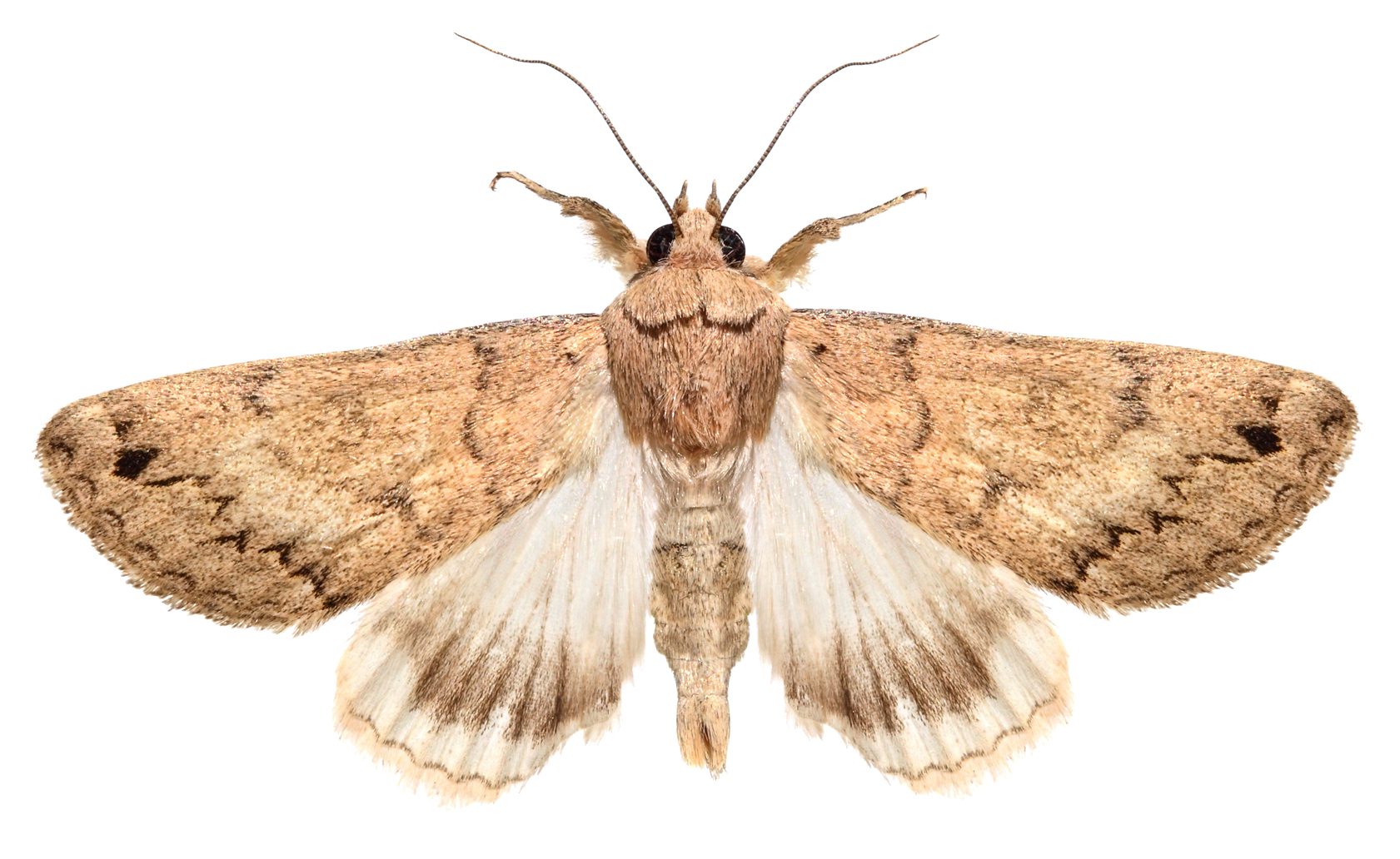 Moth wings