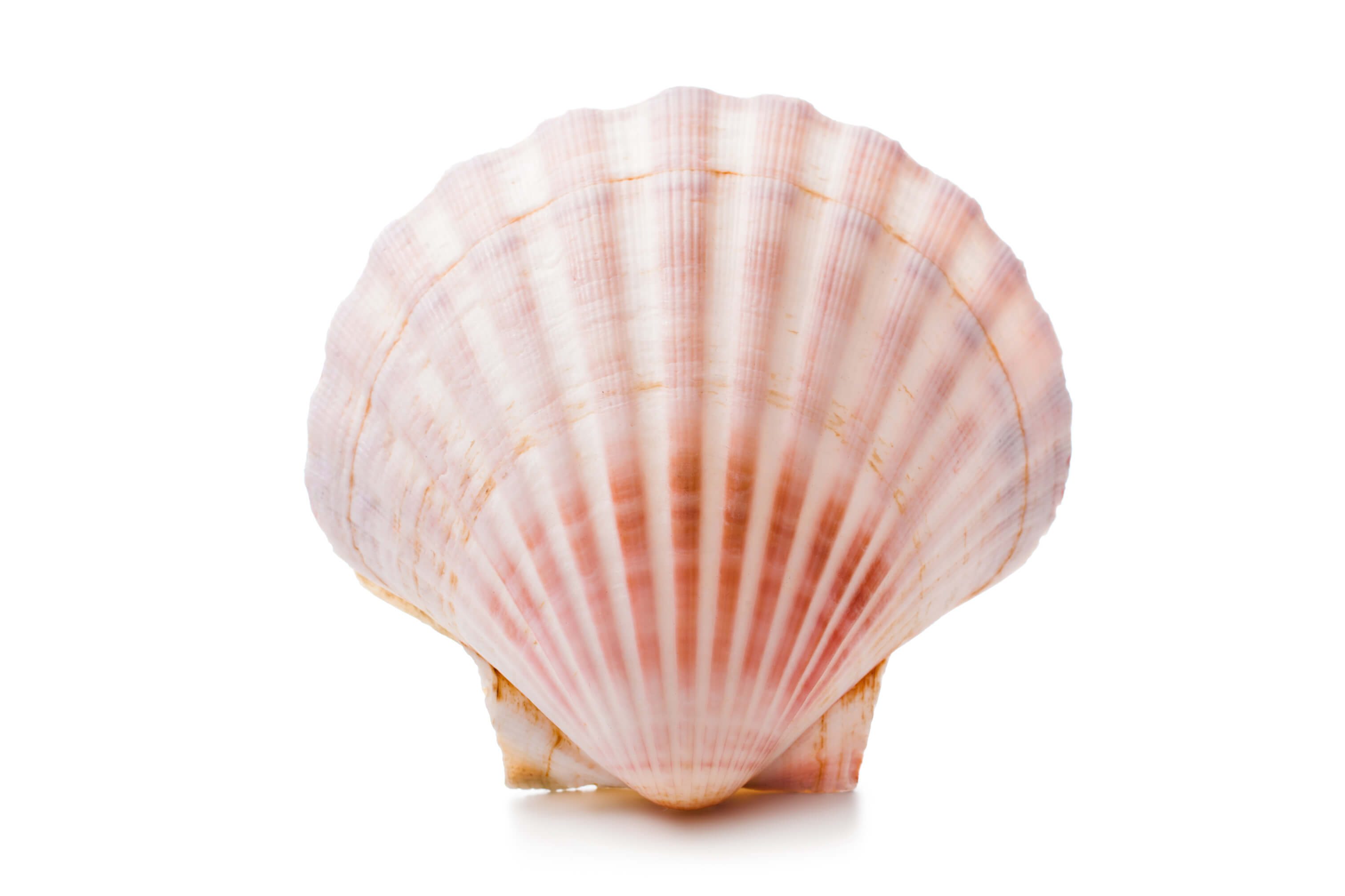 Seashells, bones and teeth