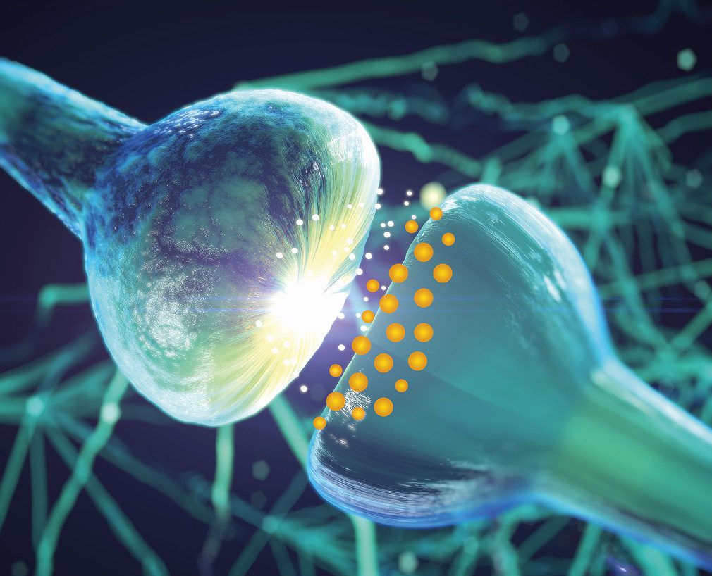 When a person has Parkinson’s disease, there is not enough dopamine in their synapses, and the cell’s synthesis processes are disrupted
