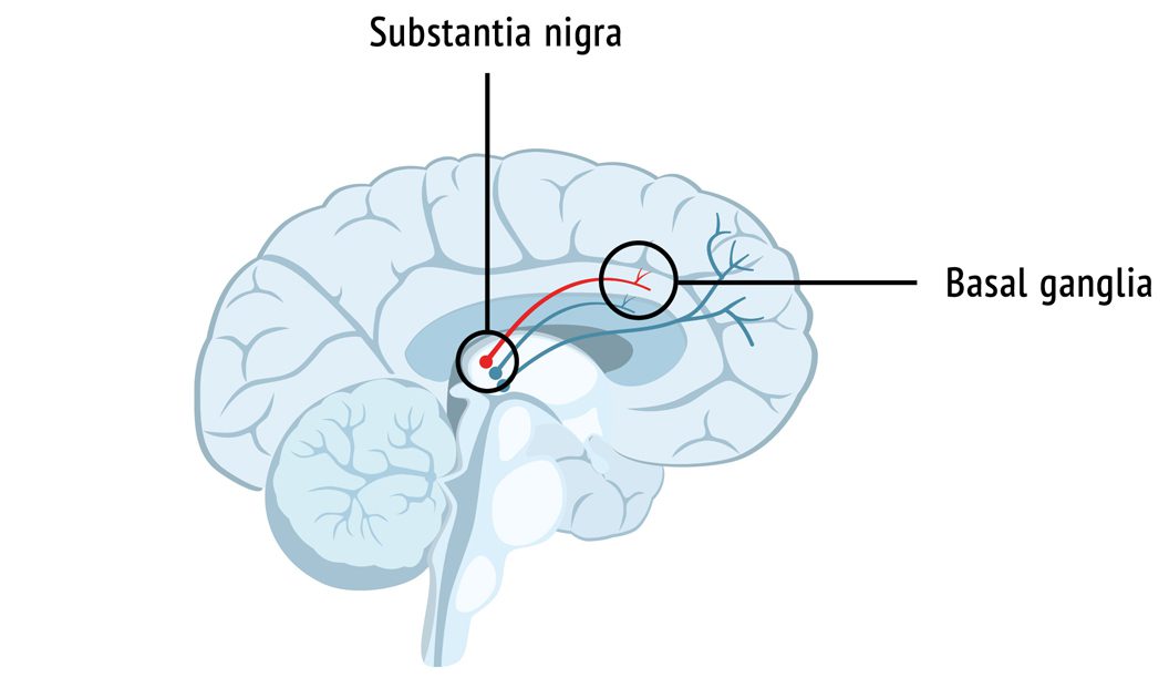 The spot in the brain where the basal ganglia are placed