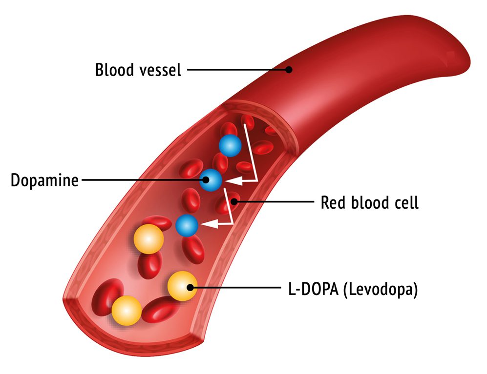 Parkinson's Disease | Taking dopamine as ­medicine is pointless. It does not pass through the blood-brain barrier, unlike levodopa