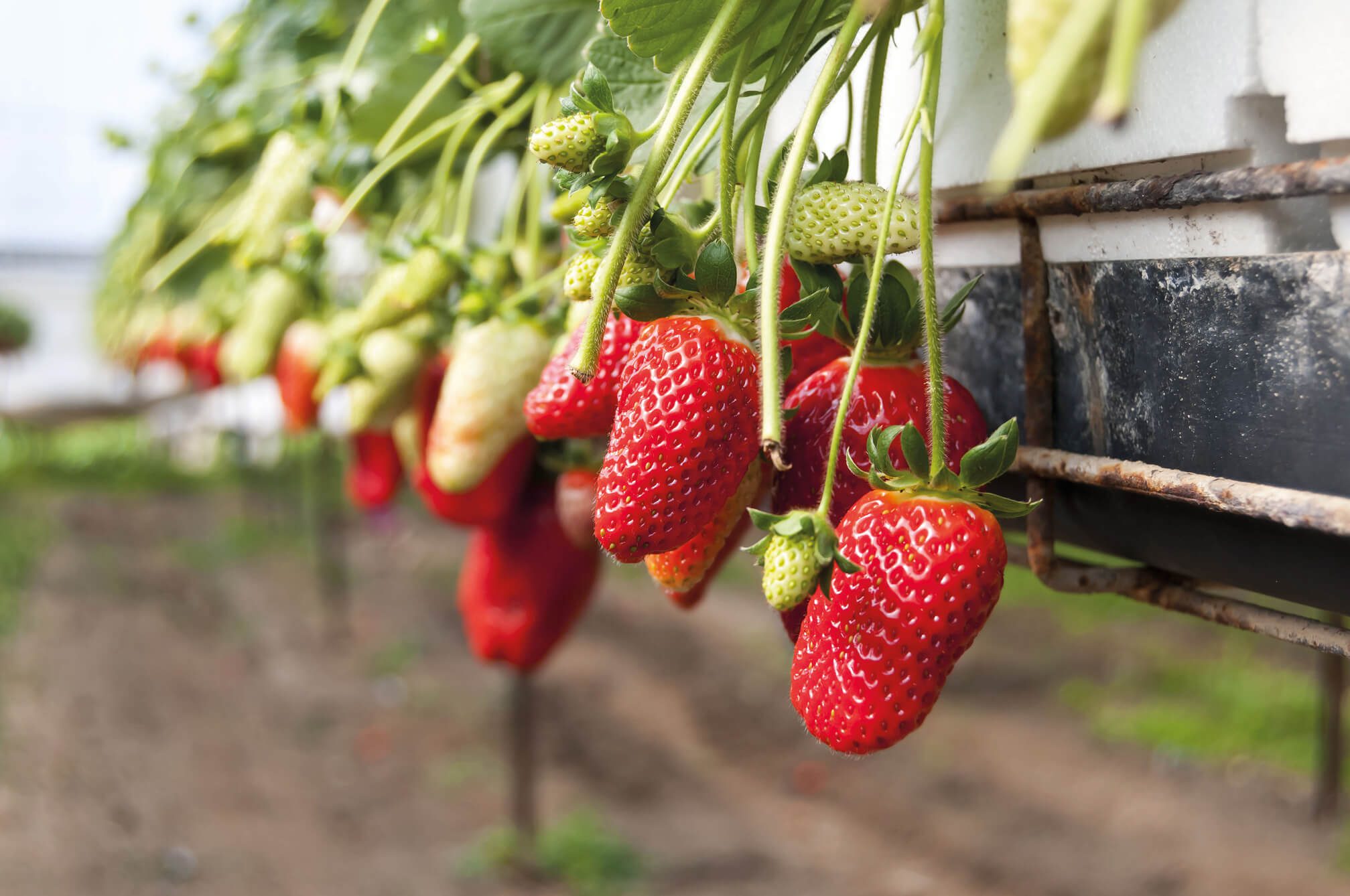 Ripe strawberries grown in hydroponic farms are an object of agricultural tourism in Israel. Tourists can take part in harvesting at any time of the year.