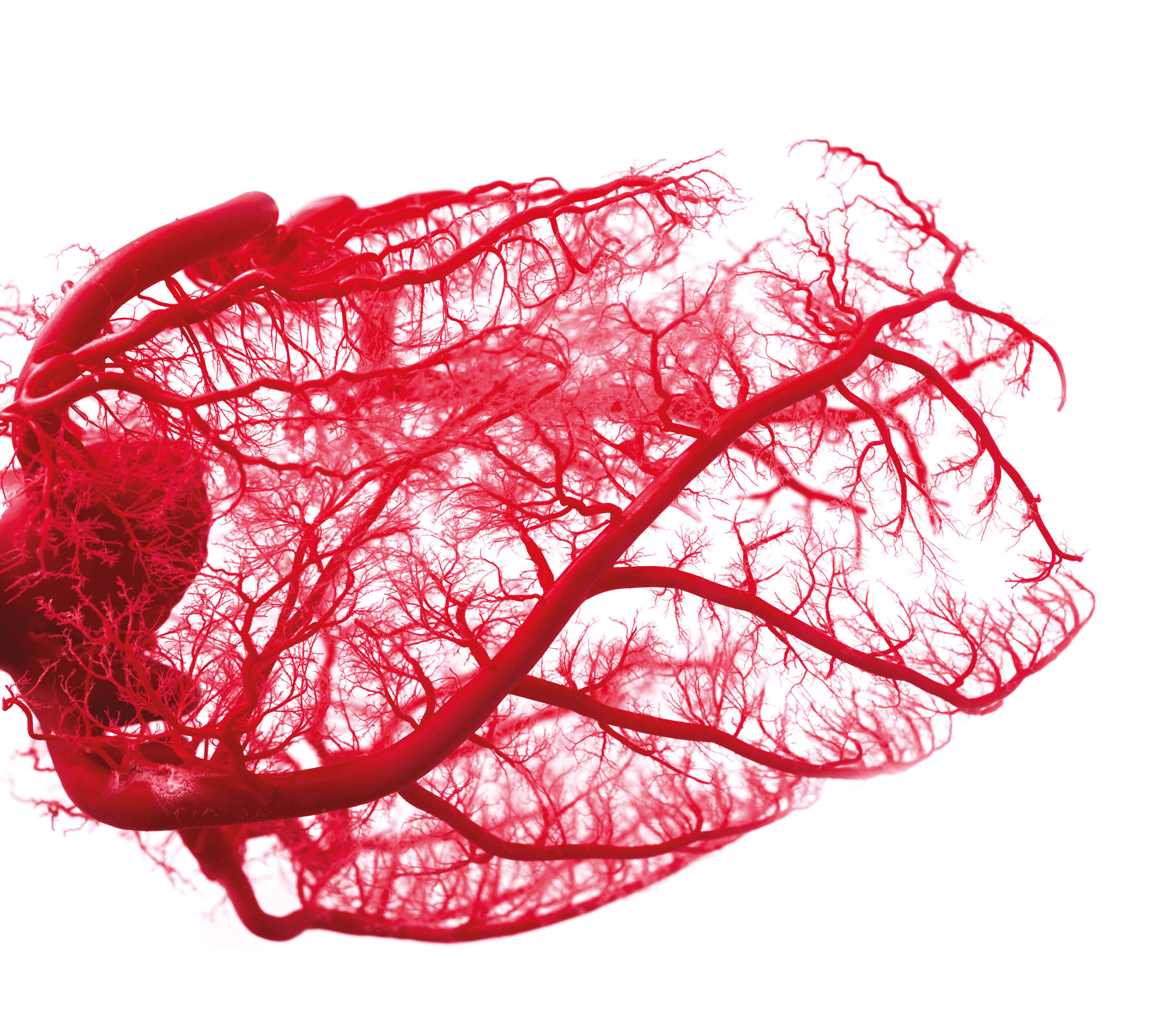 A white background showcases the intricate fractal structure of a red blood vessel.