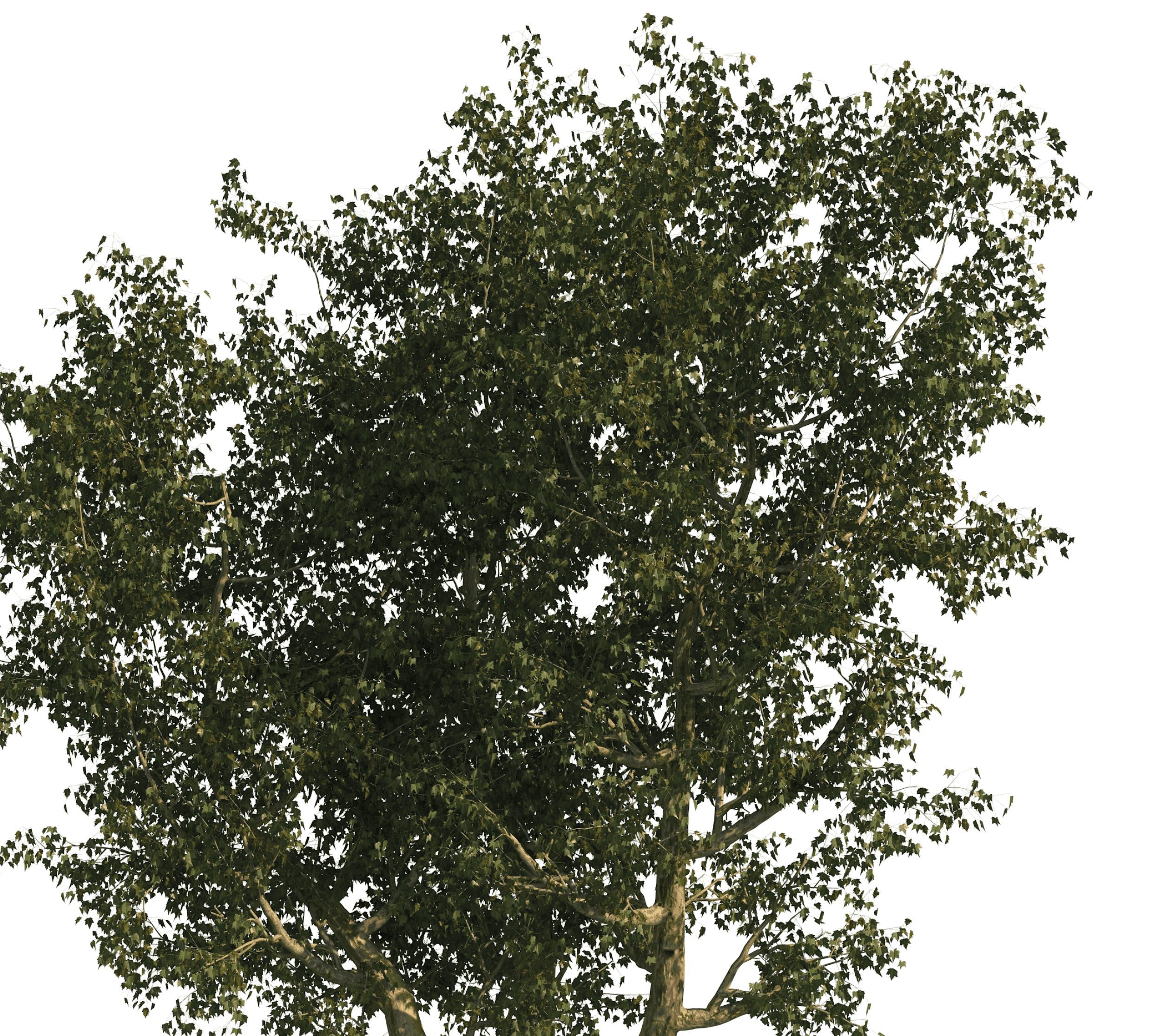 cg tree.
