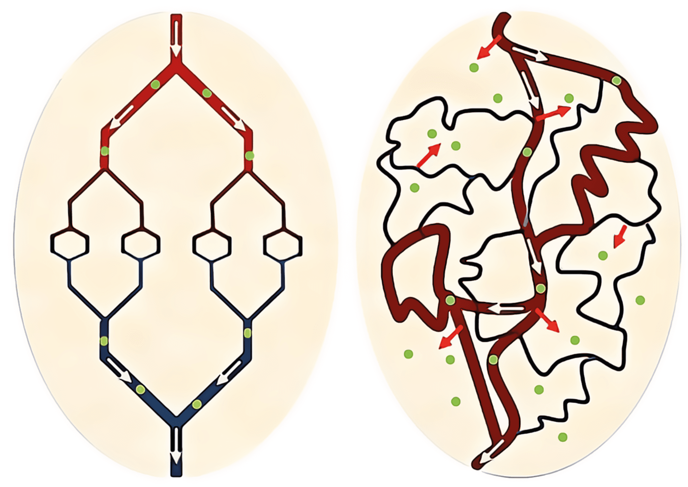 Normal vasculature and Tumor vasculature as an example of fractal structure.