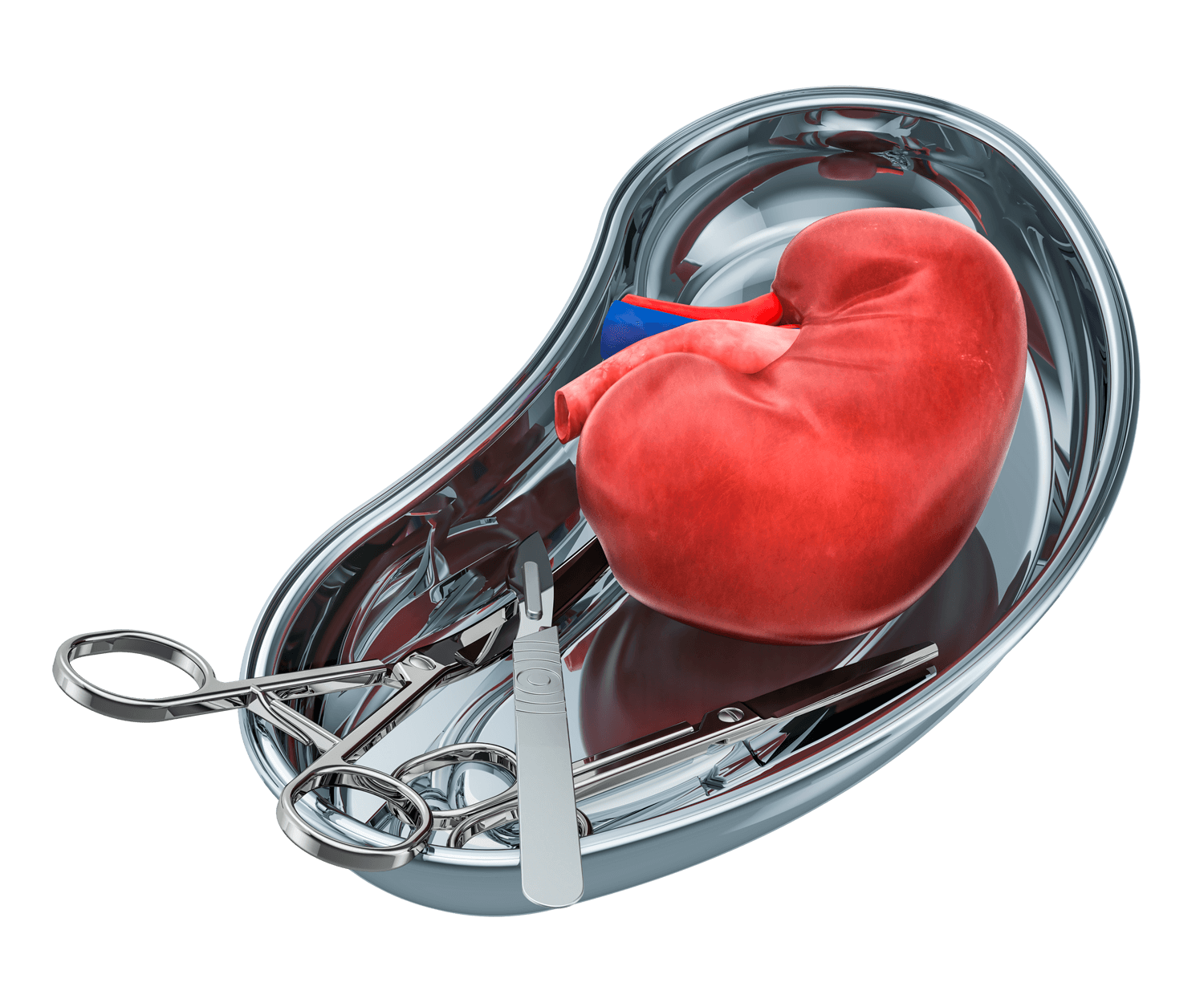 Scientists succeeded in keeping a liver “alive” for two days — a transplant, however, was not attempted