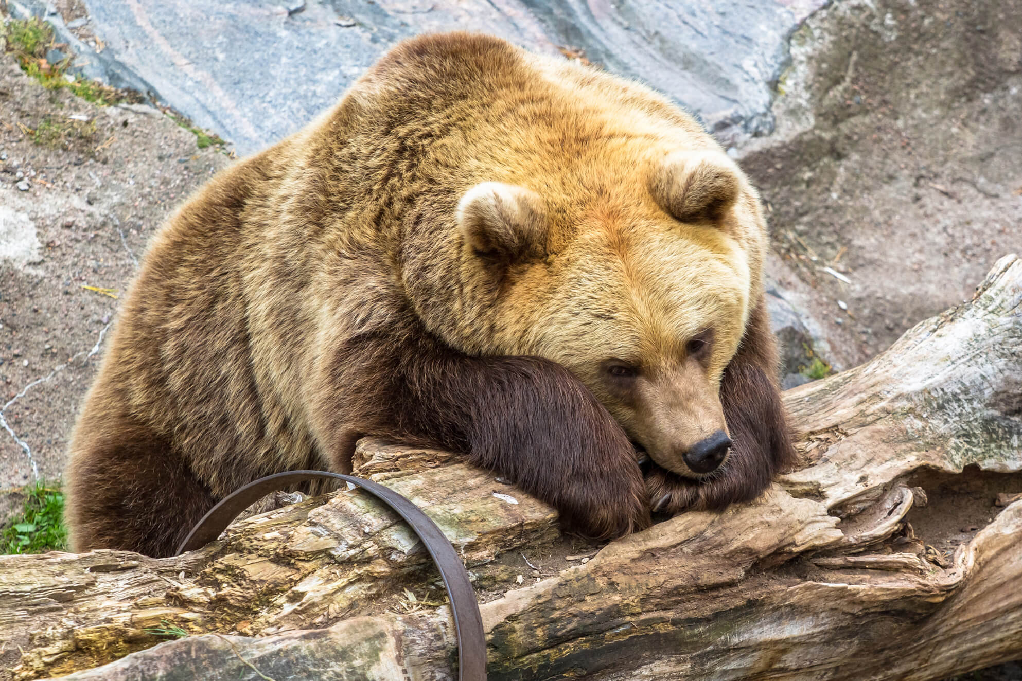 Winter hibernation: Temperature is reduced slightly (as in brown bears)