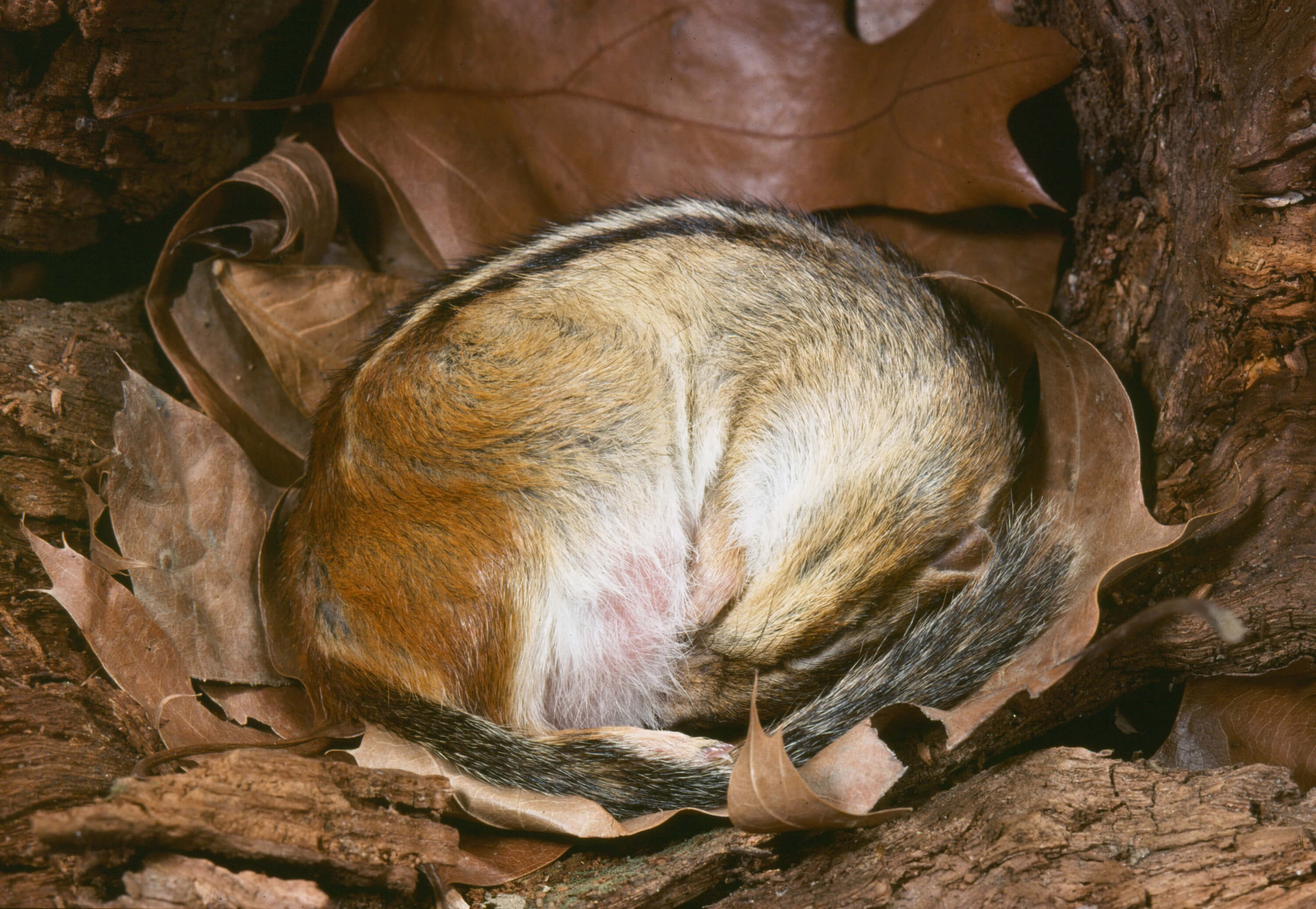 Hibernation: Body temperatures in warm-blooded animals drop significantly (as in rodents)
