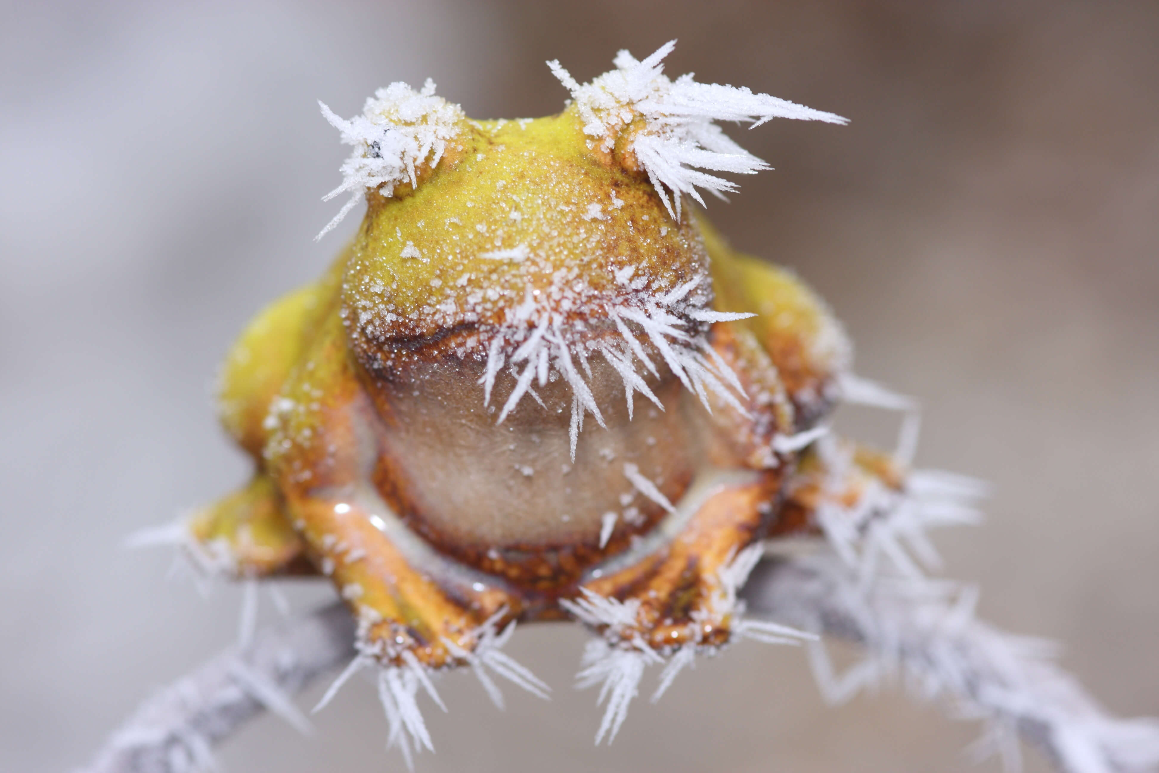 Brumation: Cold-blooded animal’s body temperature drops, even down to the point of freezing into ice (as in pond frogs)