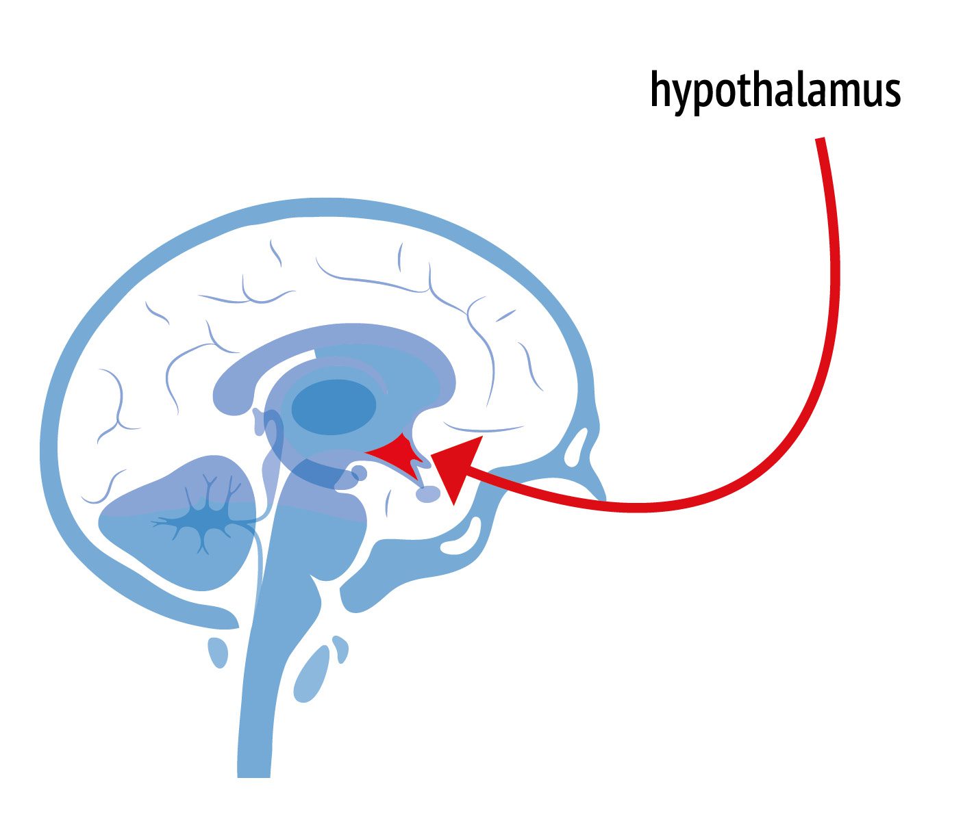 hypothalamus — the center of the brain that makes the decision to hibernate or wake up the body
