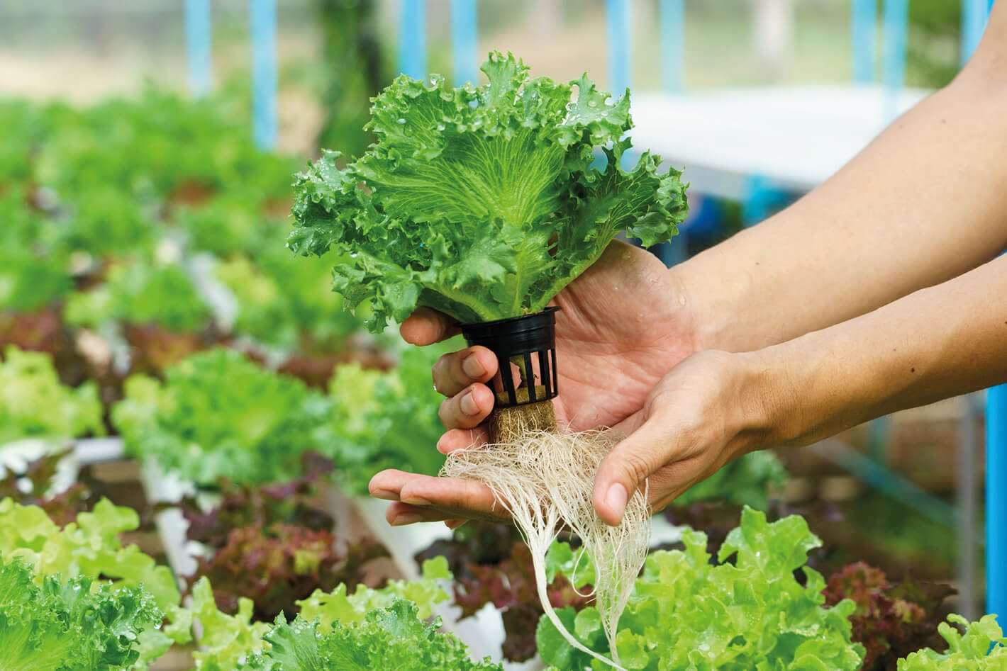 Salad leaves grown in hydroponic farms