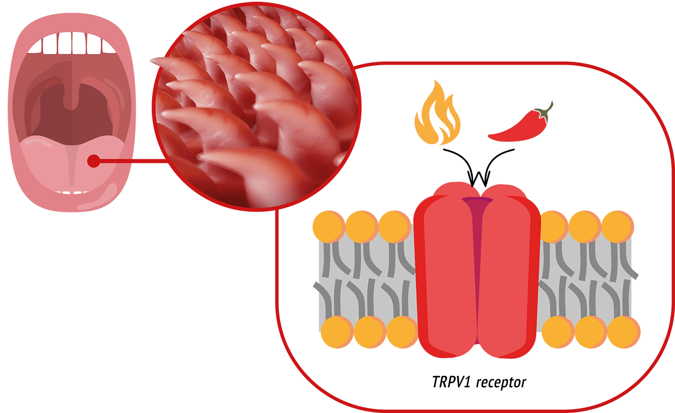 A diagram of a mouth with a hot and spicy sensation.