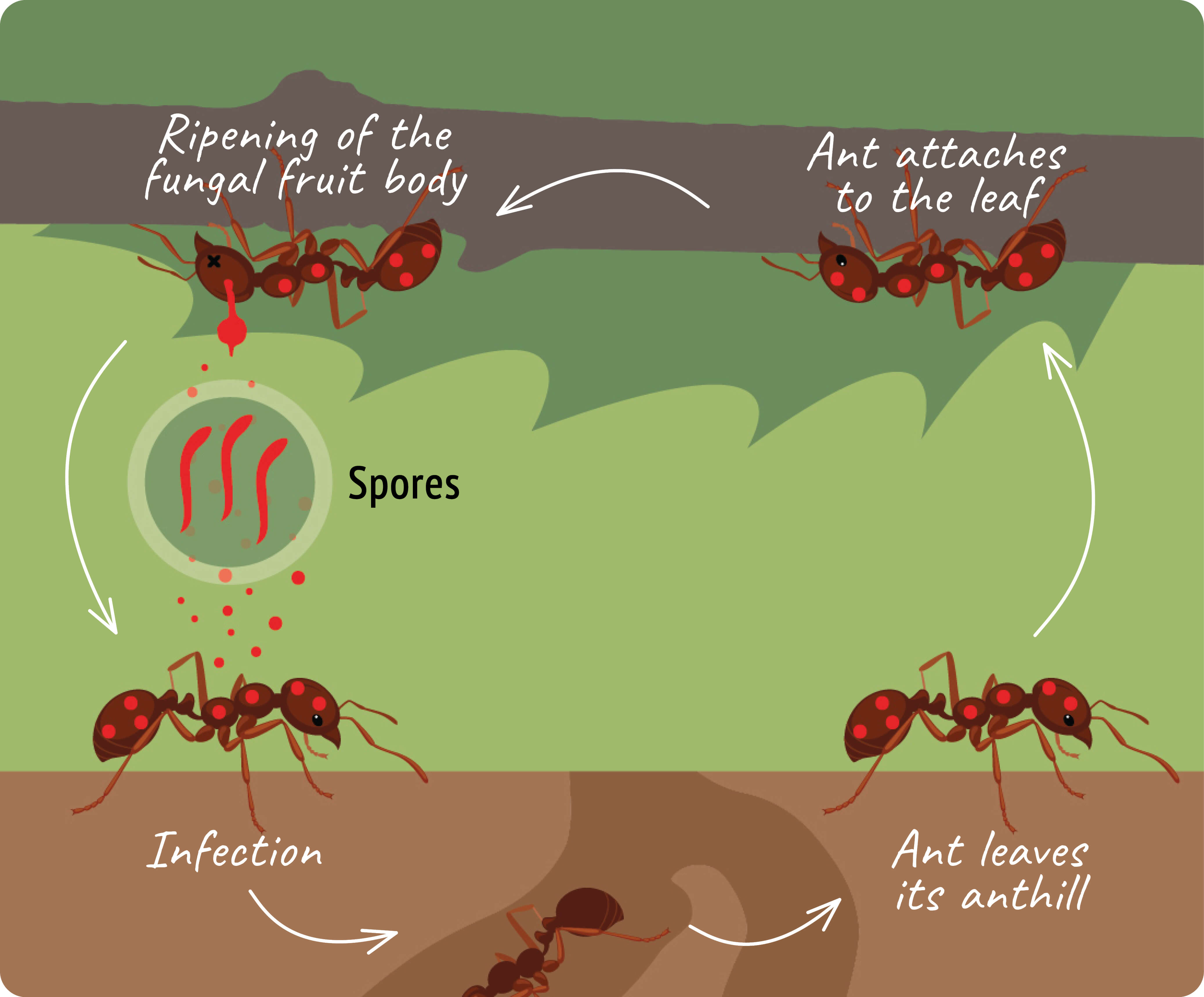 Manipulators | Parasites