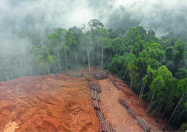 Rainforests