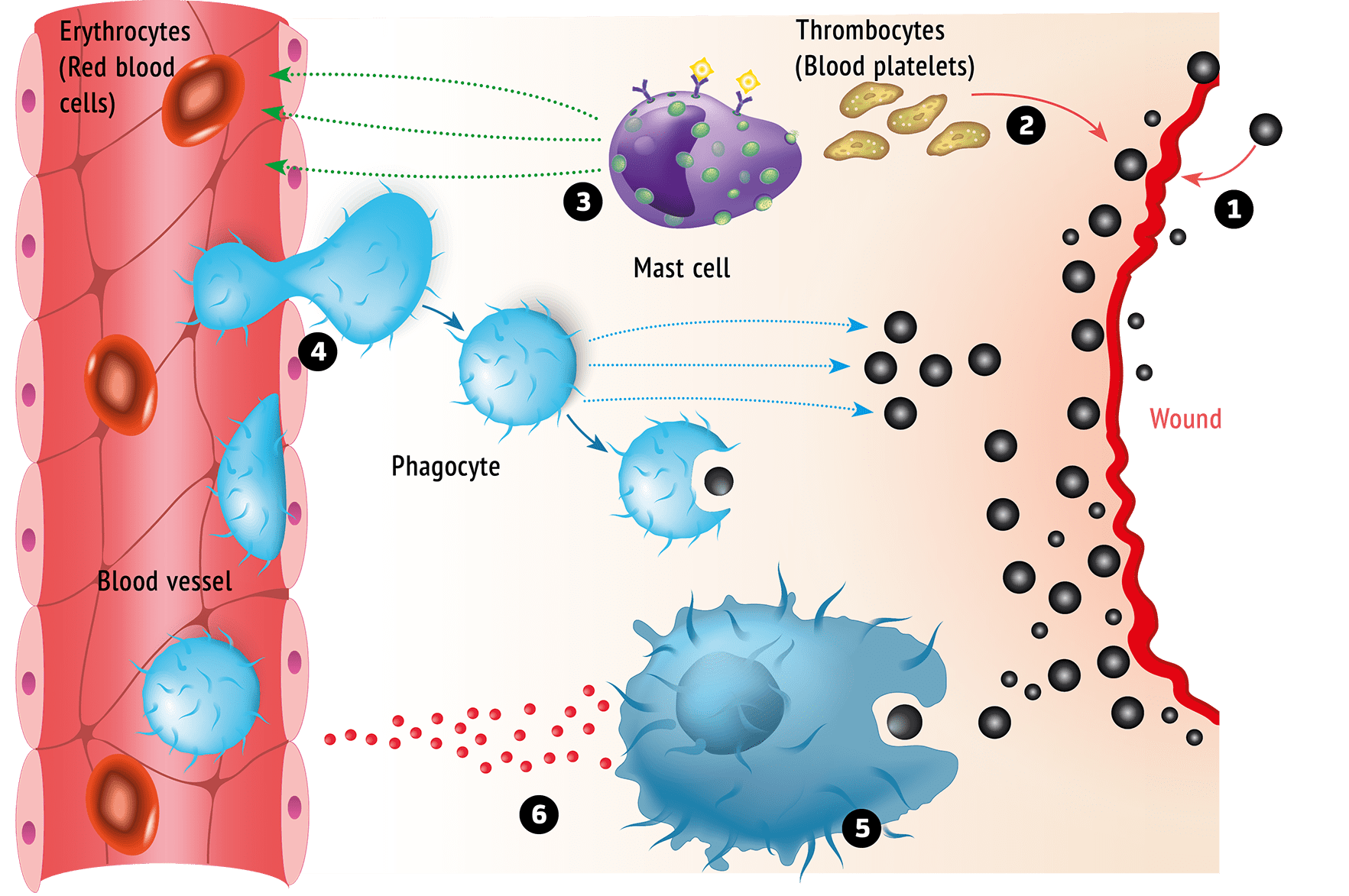 A diagram illustrating the process of thymocytes during vaccines.