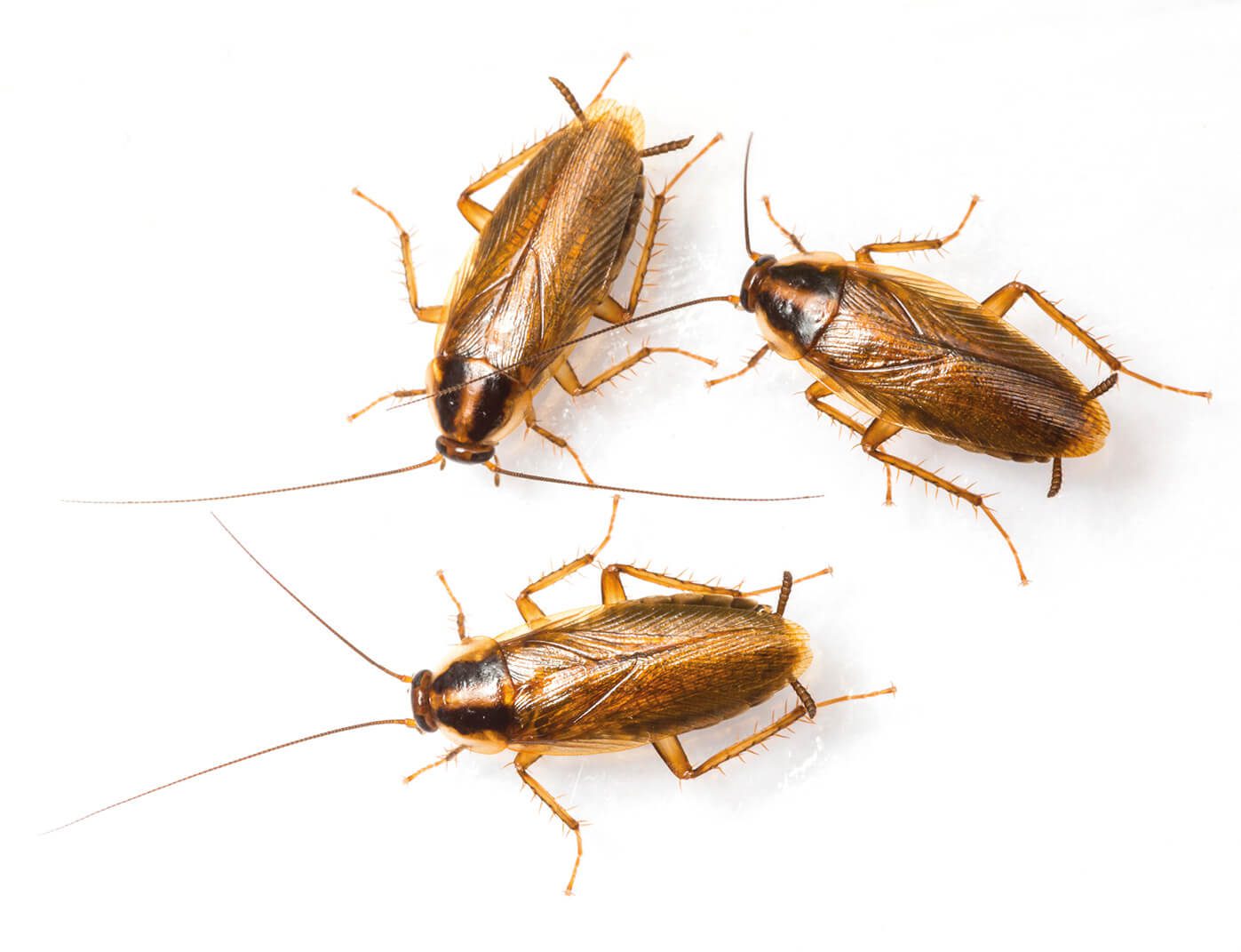 Three brown cockroaches on a white background.