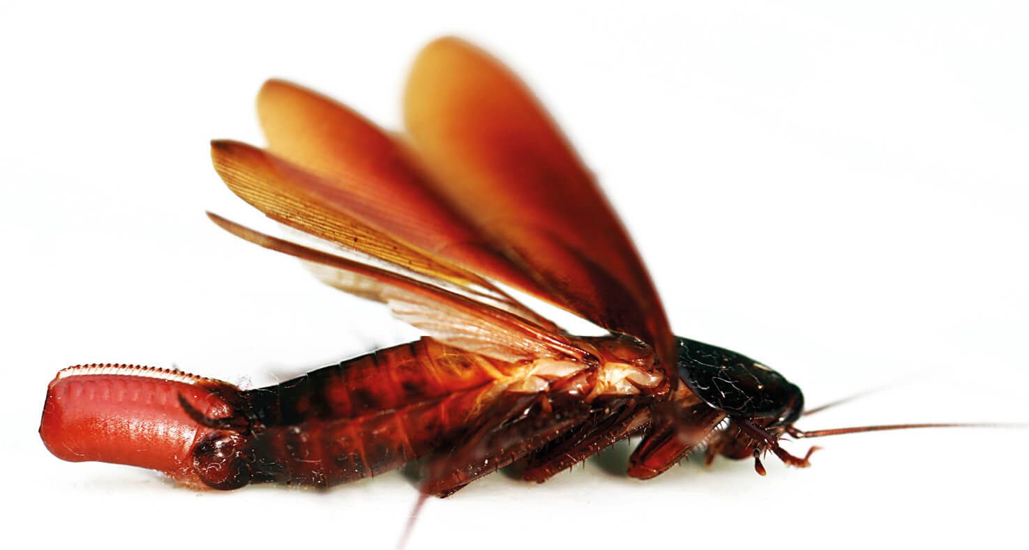 A cockroach is sitting on a white surface.