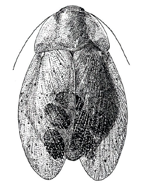 A black and white drawing of a bug.