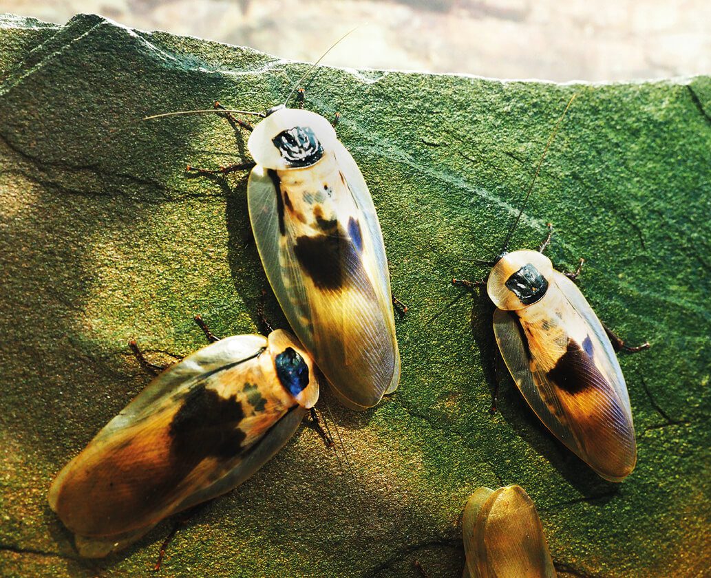 A group of cockroaches on a rock.