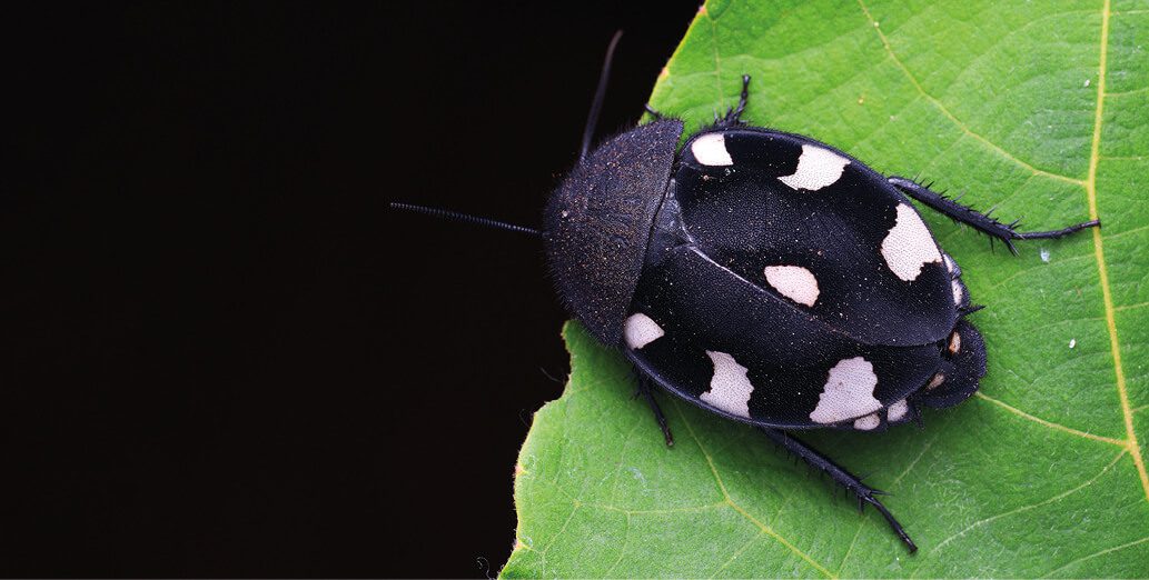 A black and white bug sitting on a leaf.