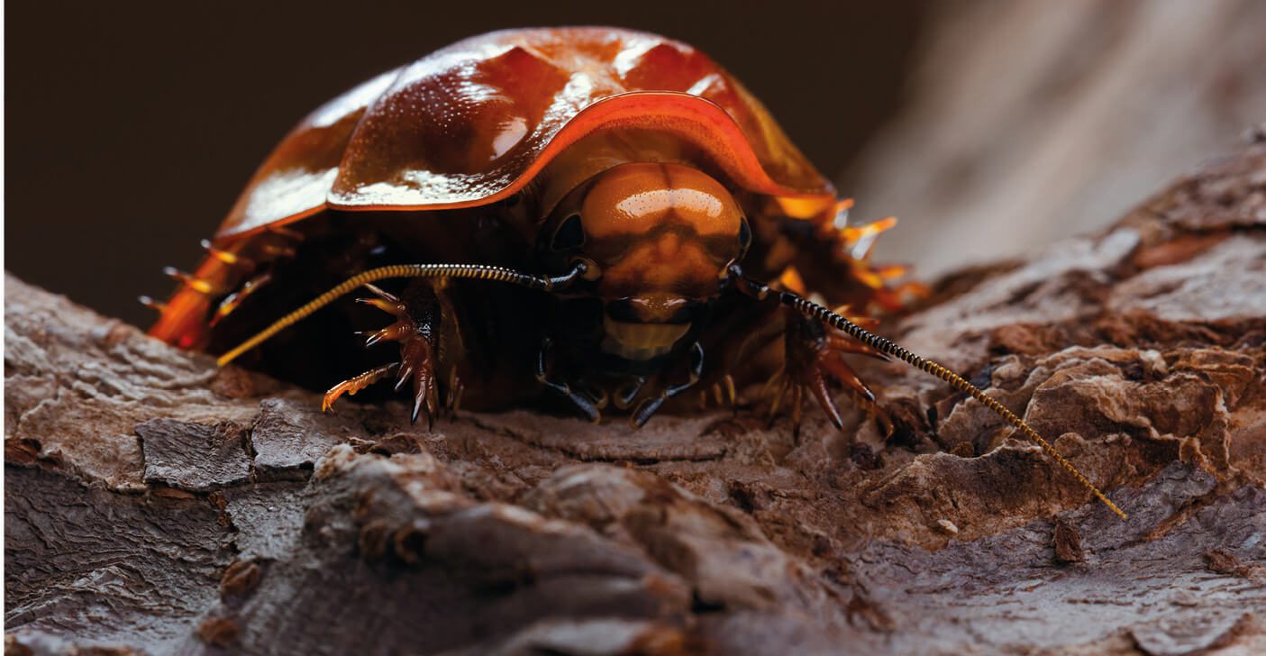 A cockroach is sitting on a piece of wood.