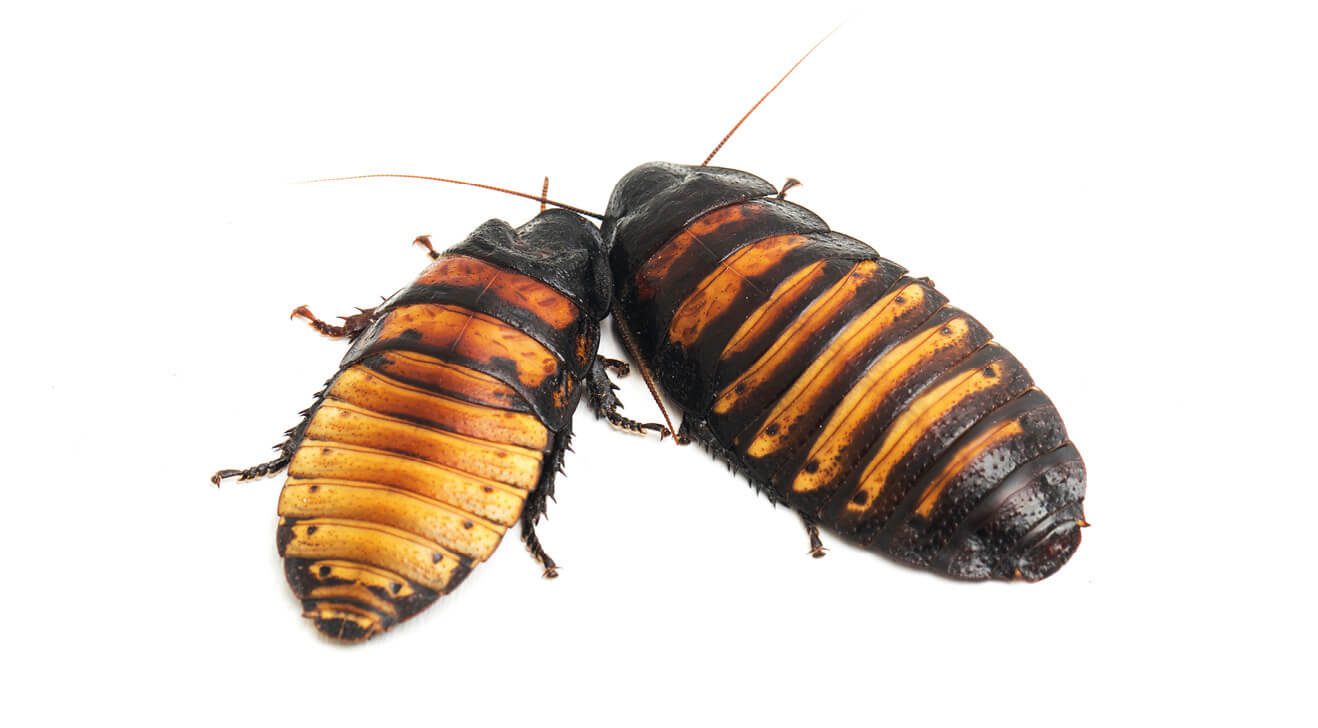 Two cockroaches on a white background.