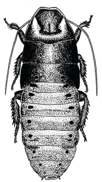 A black and white drawing of a cockroach.